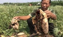 利辛吃瓜最新事件爆料新闻